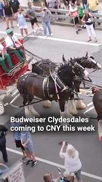 Budweiser Clydesdales coming to Central New York