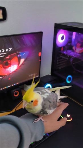 تجيب كوكي ولا RTX؟!😂♥️ #shorts