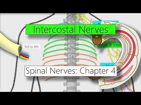 Intercostal nerves | Nervous system | 4K | Spinal nerves: Chapter 4
