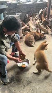 I thought that the dog was asking for food to eat by itself