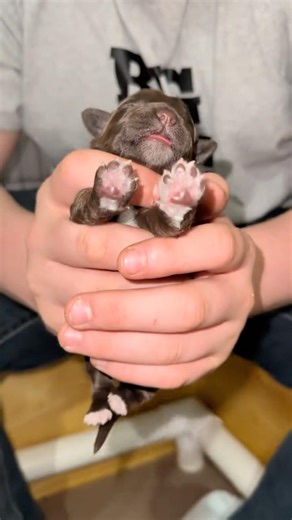 Puppy ENS with Patsy’s “Beer” litter #ens #portuguesewaterdog #puppies #dogbreeder #dogmom