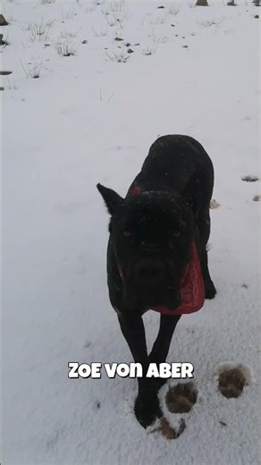 My 80lb Cane Corso Thought Snow Was Candy…😂 Michlifen Morocco #canecorso #morocco #ifrane #Michlifen
