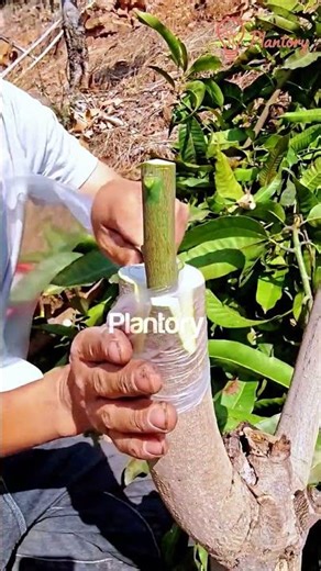 Don't Cut Your Old Mango Tree! 🥭 Do This Instead