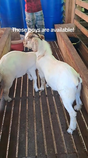 #femalefarmer #boergoats #biggoats #jamaicanfarmer #kingcurrysgoatfarm