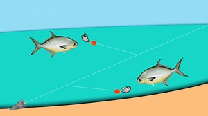 189K views · 1.6K reactions | Top 5 ADVANCED Pompano Secrets! | Phil Hollandsworth | Facebook