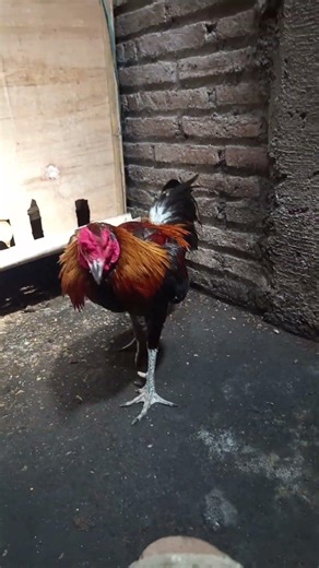 ayam pama pukul ko #ayam #pama #pukulan #shorts