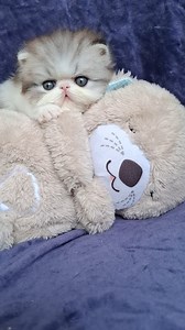 Every day is cuddle day 🤗🐱🥰 Miro' Apocalypse as a little kitten, he stole our hearts 💞 #miro_cattery #persiankitten #persiancatlovers #meow #catlovers #kittenlove | Miró Persian Cats