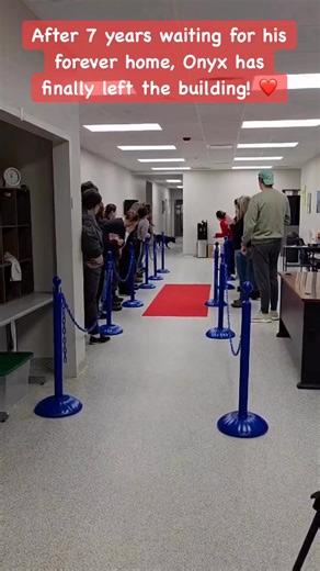 After 7 years patiently waiting for his forever home, Onyx finally left the shelter today. It was a bittersweet send off as we will miss his excited bark and “bull in the china shop” size personality, but we couldn’t be happier for him. He’ll finally get to know what a true family feels like. ❤️ Happy Tails, Onyx! | Animal Charity of Ohio