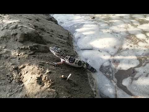 Amazing Leopard Gecko in Natural Habitat | Beautiful Spotted Lizard 🦎 | Wildlife Video