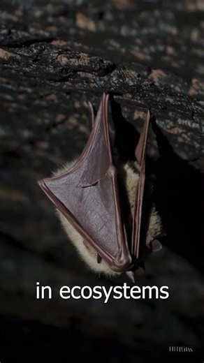 This is why bats are actually superhuman #wildlife #animalfacts #nature