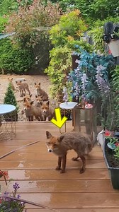 29K views · 395 reactions | Girl Help Fox 力 Friend's THIS GIRL FED...