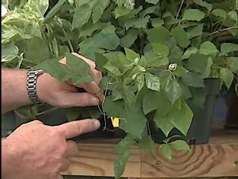 Ivy in Household Containers