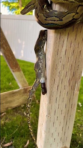 💩 SNAKE POOPING #shorts #pets #wildlife #python #outdoors #snake #reptiles