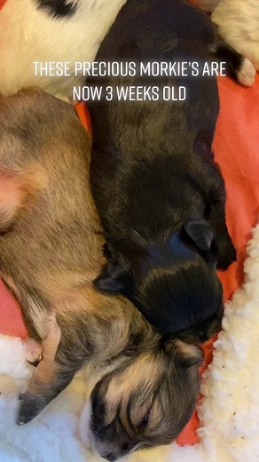 Morkie Party 2 on TikTok