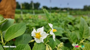 5.1K views · 117 reactions | As Roman strolls through his garden, he walks among the potato plants he has planted and notices that they are beginning to flower. This means that in about four weeks, he will have some potatoes ready for you. | RoseLe Studio | Facebook