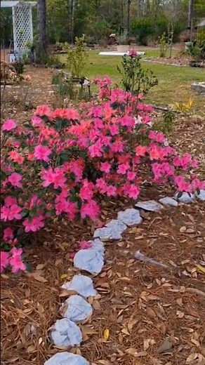 You Won’t Believe How These Azaleas Transformed My Garden 🌺✨”#azaleas #flowerlovers #springflowers