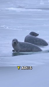 773K views · 8K reactions | El Robot de Linneo on Reels | Facebook