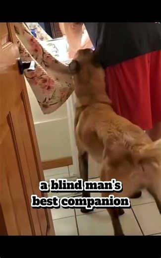 best companion #dog #fyp