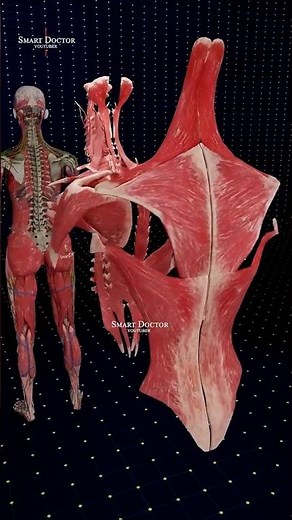 The Architecture of Power | Human Back Anatomy 💪🧠