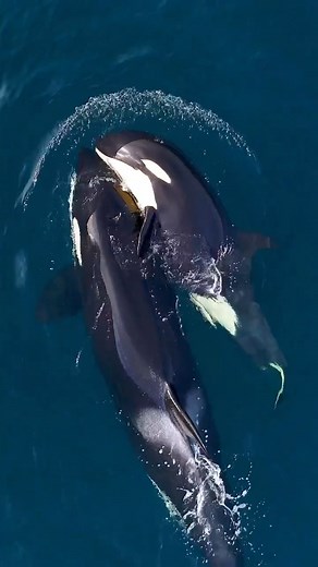 93K views · 5.1K reactions | Bonding between a young orca & pod mate as they share a meal  Orcas have a highly sophisticated communal intelligence, learning from each other, sharing meals & working with each other. Culture is a defining characteristic of their nature & success. : @dolphindronedom aboard Oceanic Expeditions in Monterey Bay | Ocean Conservation Research - OCR | Facebook