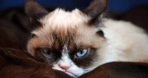 【画像】君は「グランピー・キャット」を覚えているか? 彼女の姿は私たちの心を永遠に占拠する。【#世界猫の日】