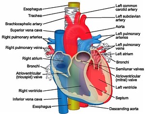 Aorta - Alchetron, The Free Social Encyclopedia