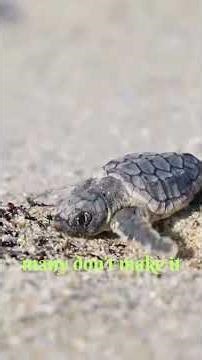 Born Into Danger — Turtle Survival Story
