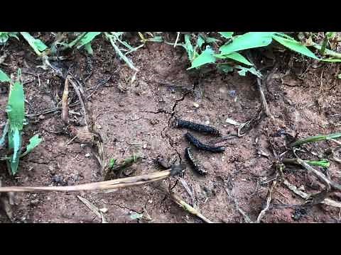 How to Get Rid of ARMYWORMS in Less than 24 HOURS!