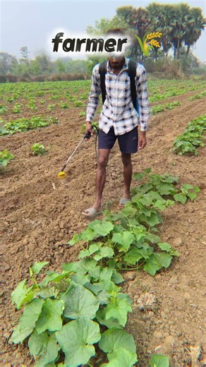 farmer 🌾🥒 #shorts #shortsfeed #farming #agriculture #ytshorts