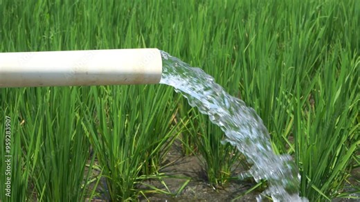 Irrigation of rice fields using pump wells with the technique of pumping water from the ground to flow into the rice fields. The pumping station where water is pumped from a irrigation canal. Pvc pipe