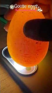 മുട്ട വിരിയിച്ചാലോ #minivlog #morningroutine #goose #shorts