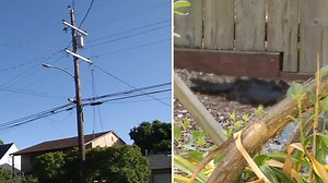 Birds dying at alarming rate in East Bay neighborhood: 'Just horrifying'