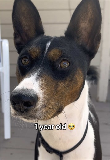 Basenji Growth: From Puppy to One Year Old
