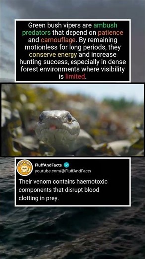 Green Bush Viper Facts Explained