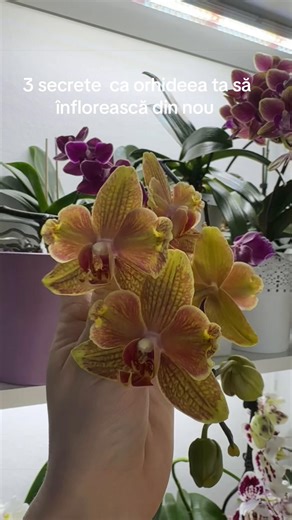 #creator #orchid #orchidcare #orchidée #orhidee | orchid