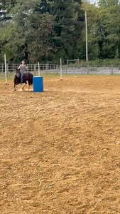 This is lot 142 in The Crossbred & Pony Auction on September 27th. 6 yr old pony mare that is broke to ride & drive and in foal to a Reg. Fresian Stallion Auction Starts at 9 AM We have 275 head consigned Crossbreds of all kinds, a few teams of Percherons, lots mini ponies, a team of Fjords, some very good riding horses. For more info call Levi at 812-486-6197 | Dinky's Auction Center