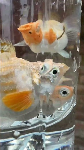 red cap ballon molly 😍🐠 #guppy #fishkeepinghobby #aquarium #fish #aquariumfishmarket