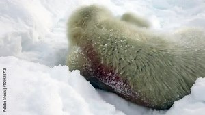 Cute Newborn Seal Pup On Ice Looking at the camera. Family Polar Arctic Harp Sea Grey Calf Seal With Newborn Baby Cute Pups On Ice Fields Of White Sea. Saving Seals! Eco-tourists guard fluffy wonders!