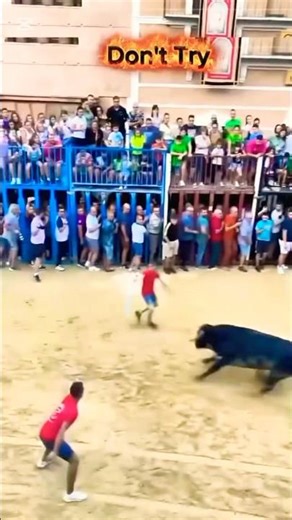 Raging Bull Charges | Extreme Close Call & Close Encounter 🐗🐃🐃
