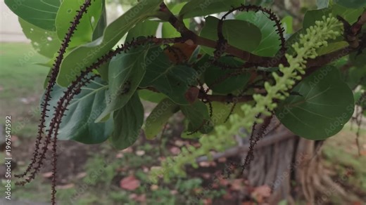 4K video footage exotic coccoloba foliage