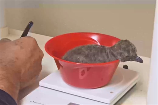 Rare zoo hatchlings make big debut at Texas aquarium