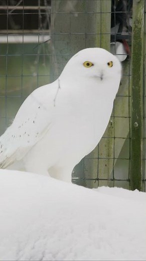 Did this Owl just do a 360?! 🦉😮