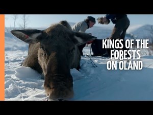 Moose - The kings of the forests on Öland | Full Documentary