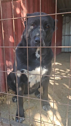 🐾 Belona – egy szív❤️, ami csak szeretni tud 🐾 1,5 éve reményekkel teli vár!🙏 Belona, ez a gyönyörű, fekete közép-ázsiai juhász kutyalány, mindössze 4 éves(2021.09.17.), mégis már többet látott a világból, mint kellett volna. Egy szegregált területről, rossz tartásból mentettük – onnan, ahol nem ismerték sem a törődést, sem az igazi szeretetet. 💔 És mégis… Belona szíve nem tört össze. Az emberek iránti szeretete határtalan. Minden pillantásában ott van a bizalom, minden lépésében a vágy, hog