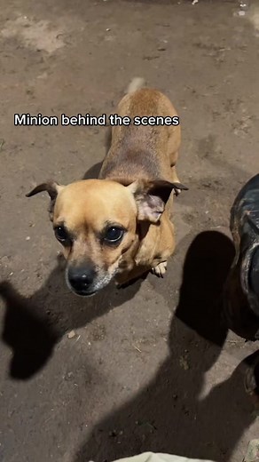 Adorable Farm Dog Moments with Minion | Behind the Scenes