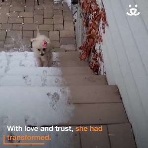 When Molly Moo first came to Best Friends she was terrified and completely shut down. With a little bit of time and kindness though, the real Molly started to emerge. Thanks to a foster home, she learned how to love and trust again, leading her to find her forever home! ❤️ -katheryn | Best Friends Animal Society