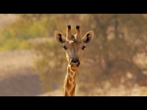 Protecting Giraffes from Extinction | Saving Giraffes Part 1 | Africa's Gentle Giants | BBC Earth