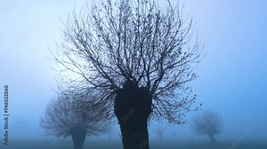 Dawn in the Ash pasture (Fraxinus excelsior) pollards among the fog. Forest of the Blacksmith of San Lorenzo de El Escorial. Sierra de Guadarrama. Madrid's community. Spain. Europe