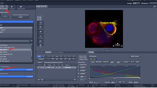 蔡司zen （blue edition）标尺的添加以及图片的导出