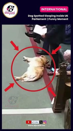 #Allycaral : VIRAL 🐶 Dog Spotted Sleeping Inside UK Parliament 😂 | Funny Moment
